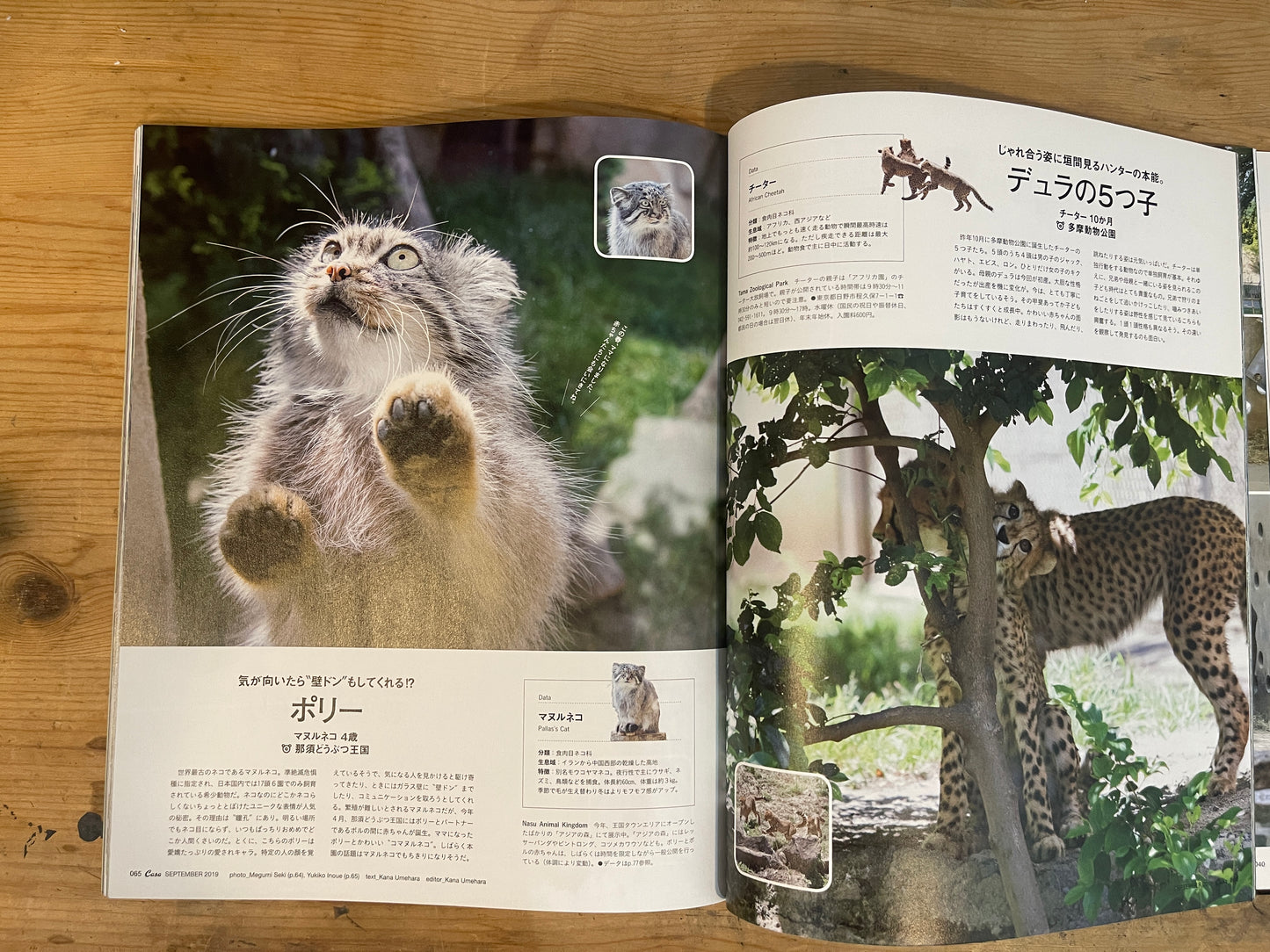 Casa BRUTUS(カーサ ブルータス)2019年9月号 Vol.234 – 最新!動物園と水族館|Casa BRUTUS Magazine September 2019 Vol.234 – The Latest in Zoos and Aquariums|デザインとライフスタイル誌