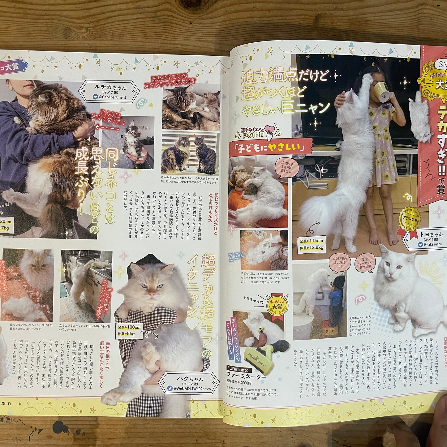 LDK特別編集 NEKO DK vol.7 SNSで超人気!かわいいネコ大賞 / LDK Special Edition NEKO DK Vol. 7 The Cutest Cats on SNS!