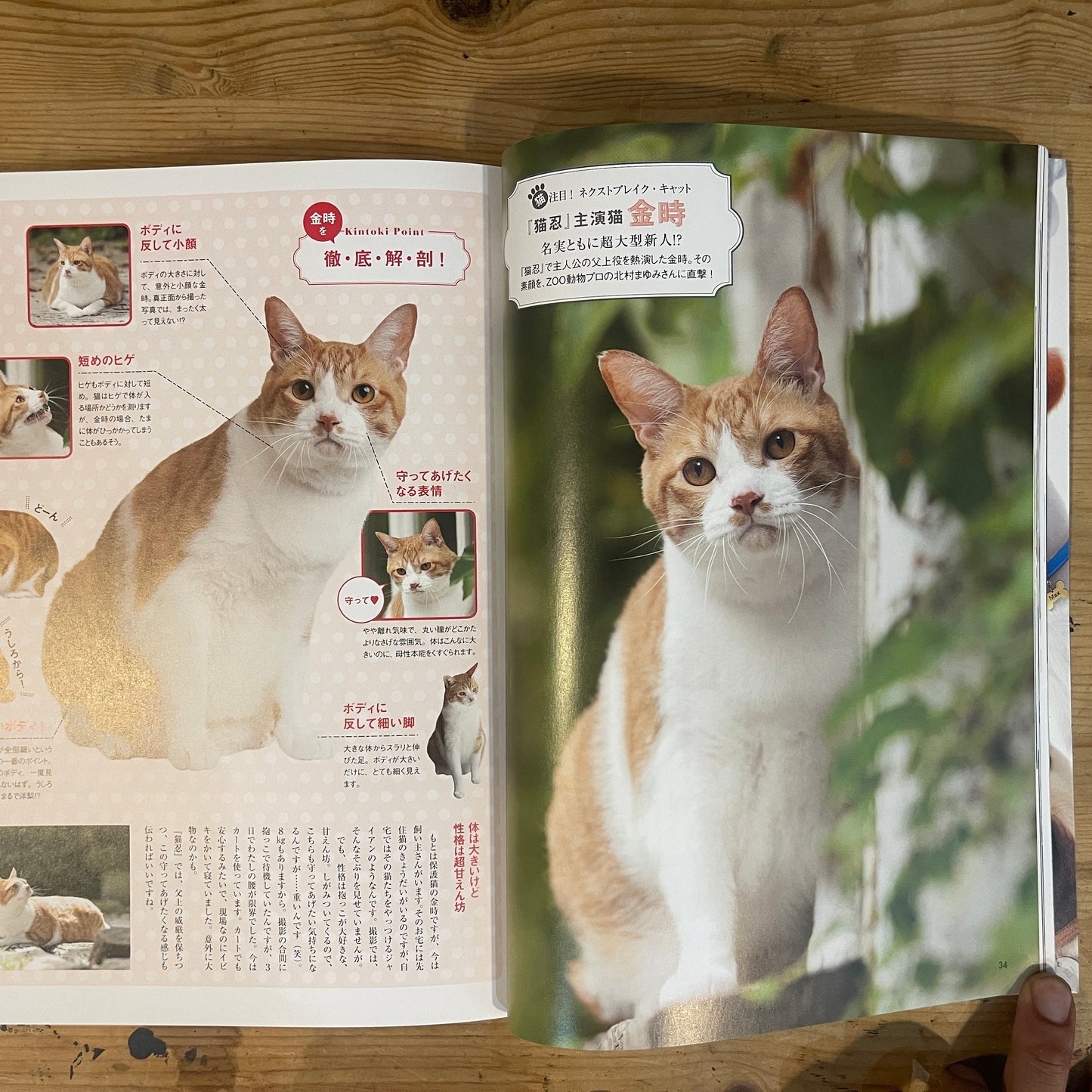 年末年始も猫、盛りだくさん! 猫ぐらし / New Year with Cats! Nekogurashi (Cat Life) Magazine