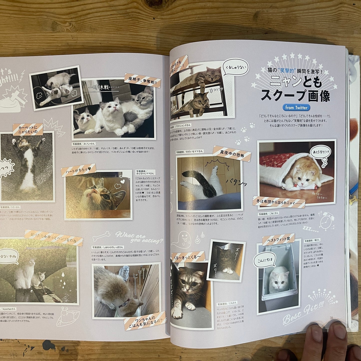 年末年始も猫、盛りだくさん! 猫ぐらし / New Year with Cats! Nekogurashi (Cat Life) Magazine