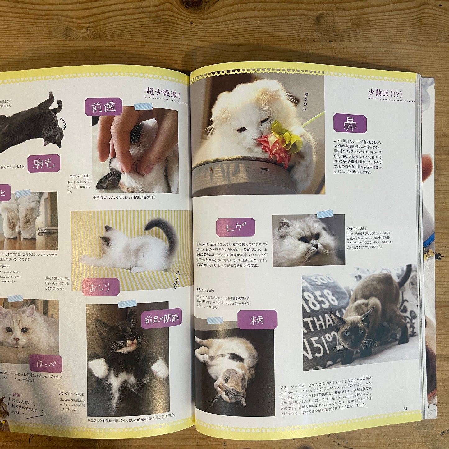 年末年始も猫、盛りだくさん! 猫ぐらし / New Year with Cats! Nekogurashi (Cat Life) Magazine
