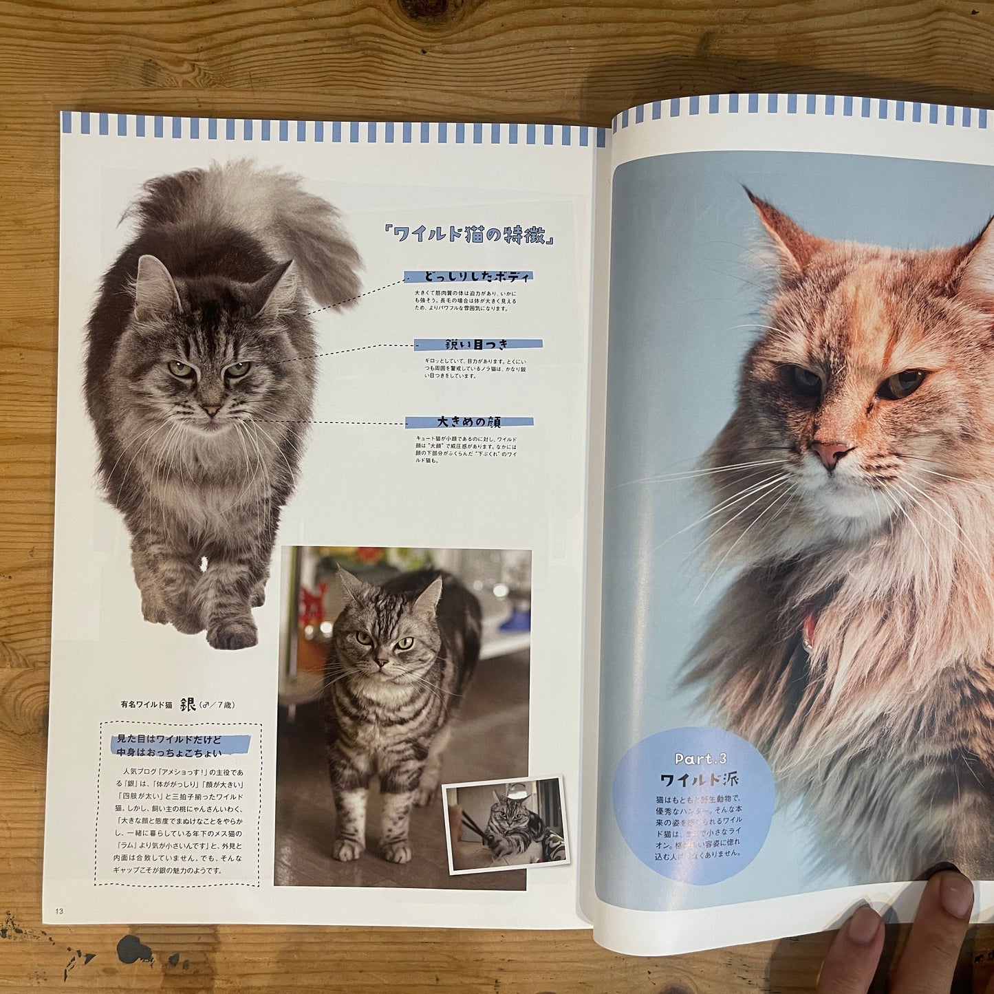 ねこねたvol.4 鎌倉・江ノ島 ぶらりねこ巡り / Nekoneta Vol.4 Kamakura & Enoshima Cat Stroll