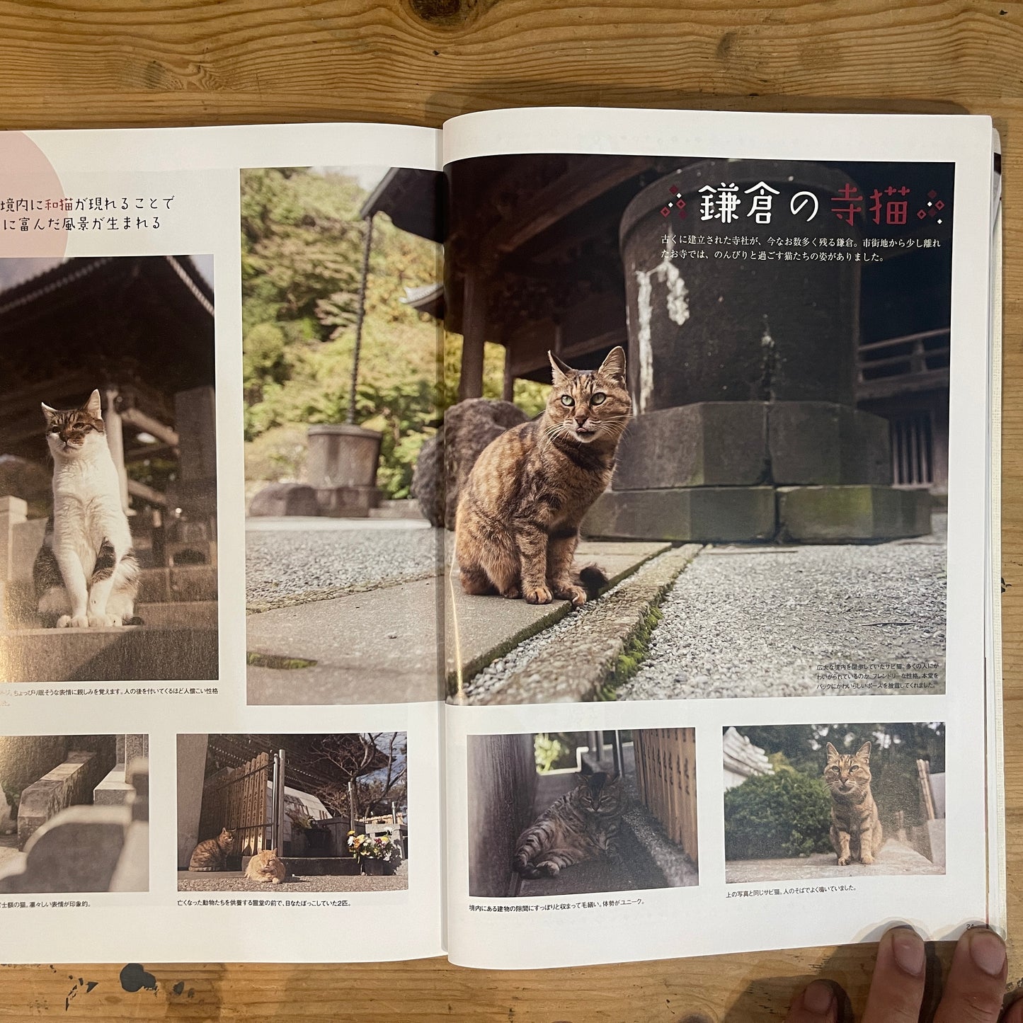 ねこねたvol.4 鎌倉・江ノ島 ぶらりねこ巡り / Nekoneta Vol.4 Kamakura & Enoshima Cat Stroll