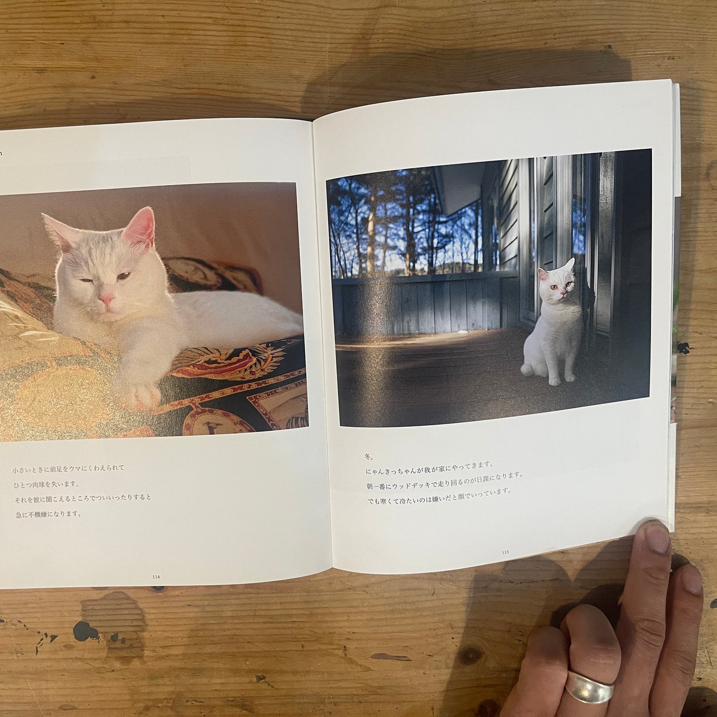 ねこ歩き 西へ、東へ。 / Mitsuaki Iwago's Cat Walk: To the West, To the East.