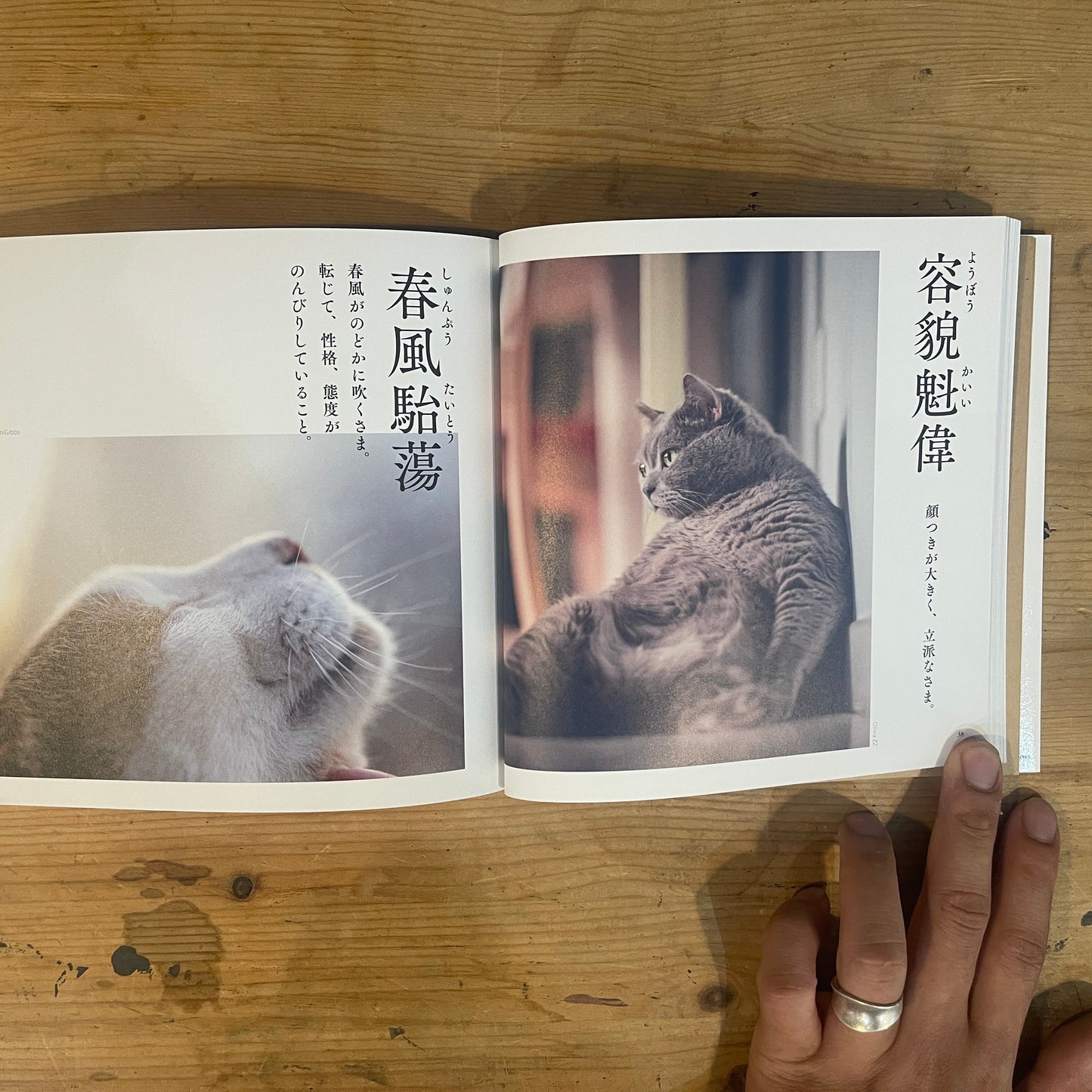 にゃんこ四字熟語辞典 / Nyanko Idiom Dictionary