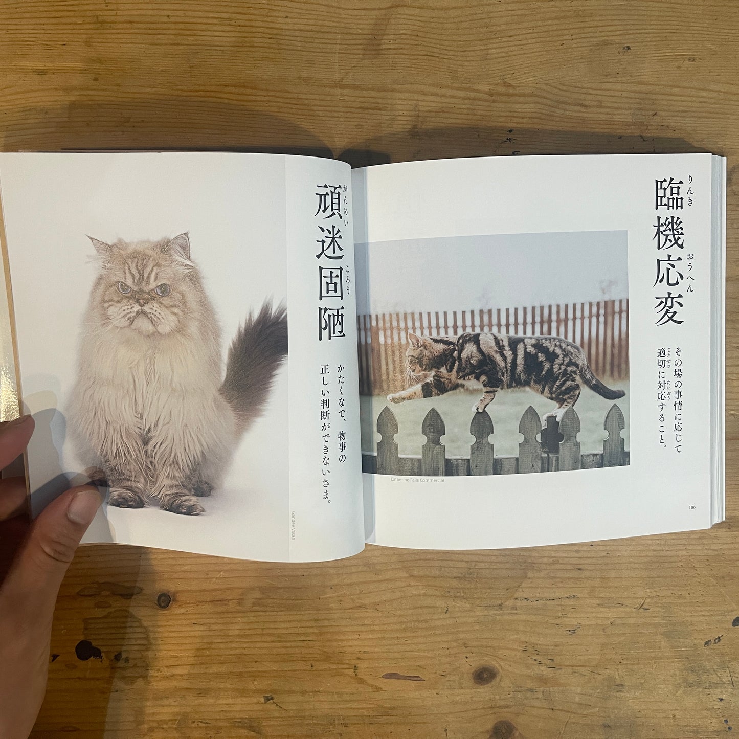 にゃんこ四字熟語辞典 / Nyanko Idiom Dictionary