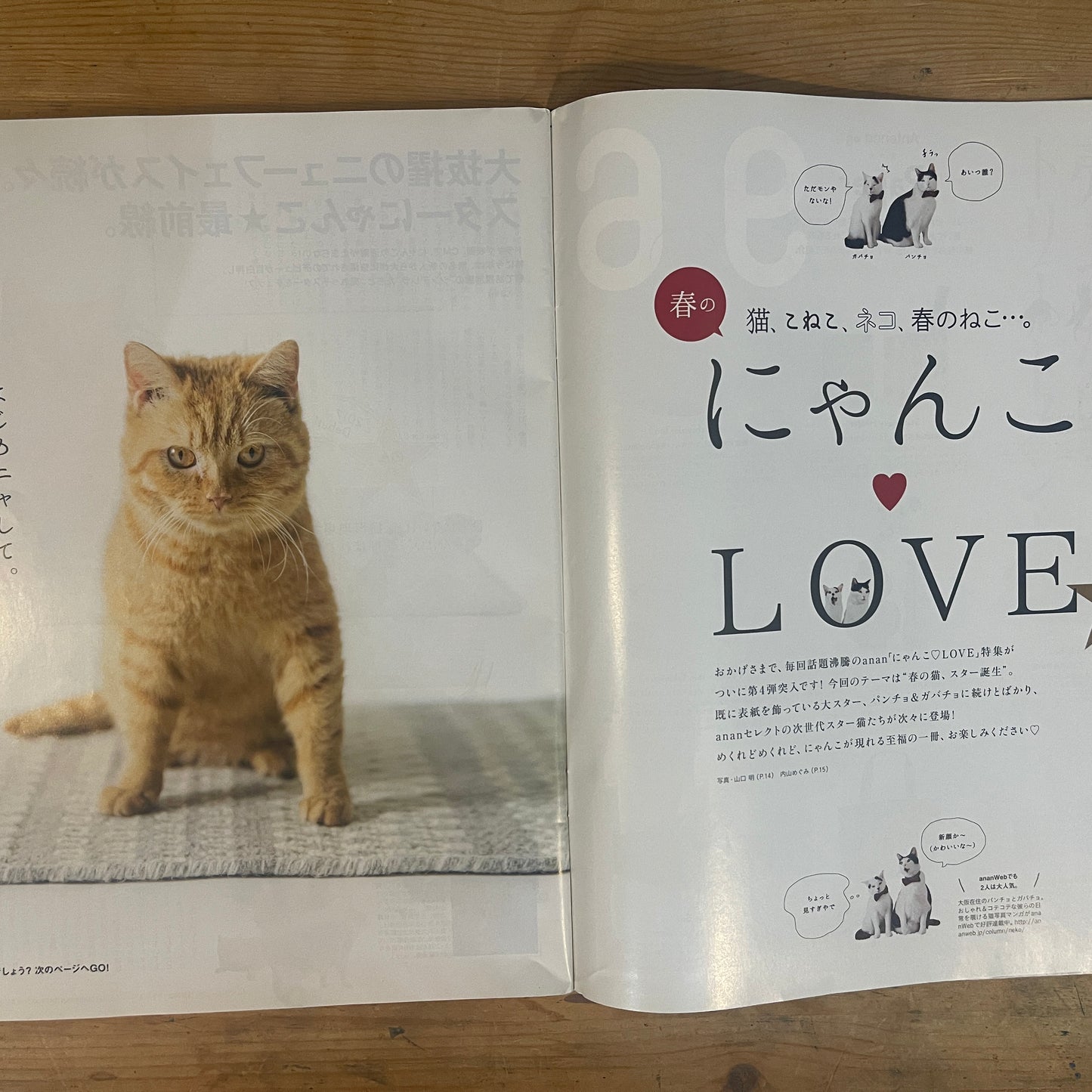anan 春のにゃんこLOVE / anan Spring Nyan-ko Love