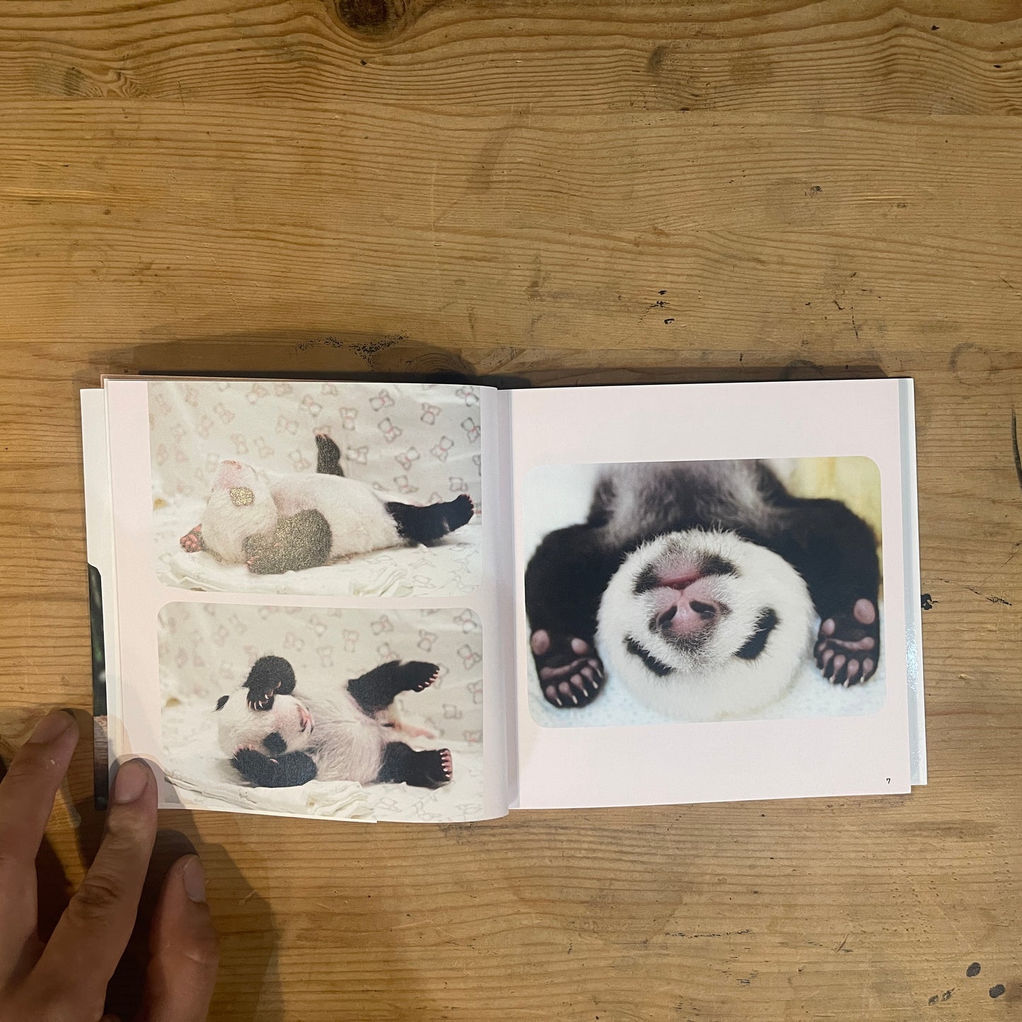 baby panda あかパン パンダの赤ちゃん写真集 / baby panda: A Photobook of Baby Pandas