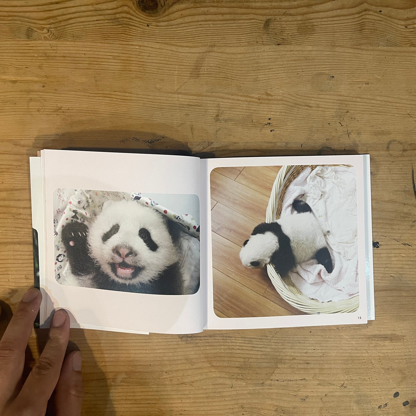 baby panda あかパン パンダの赤ちゃん写真集 / baby panda: A Photobook of Baby Pandas