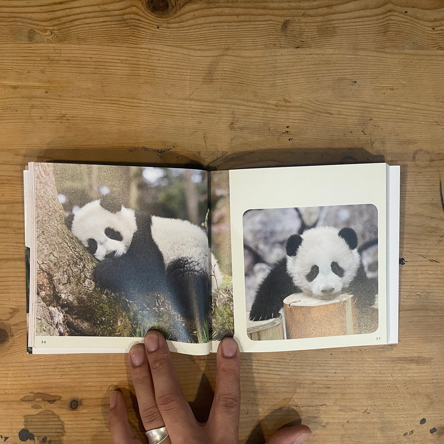baby panda あかパン パンダの赤ちゃん写真集 / baby panda: A Photobook of Baby Pandas