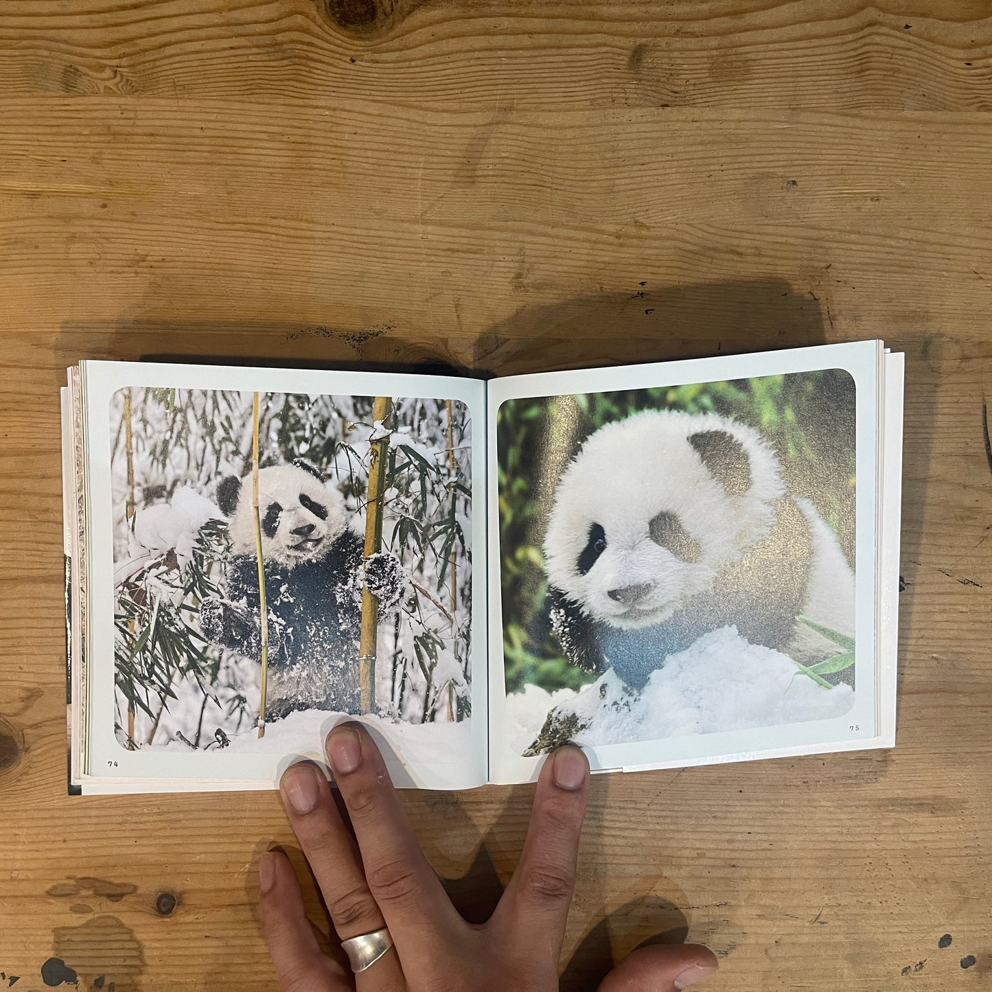 baby panda あかパン パンダの赤ちゃん写真集 / baby panda: A Photobook of Baby Pandas