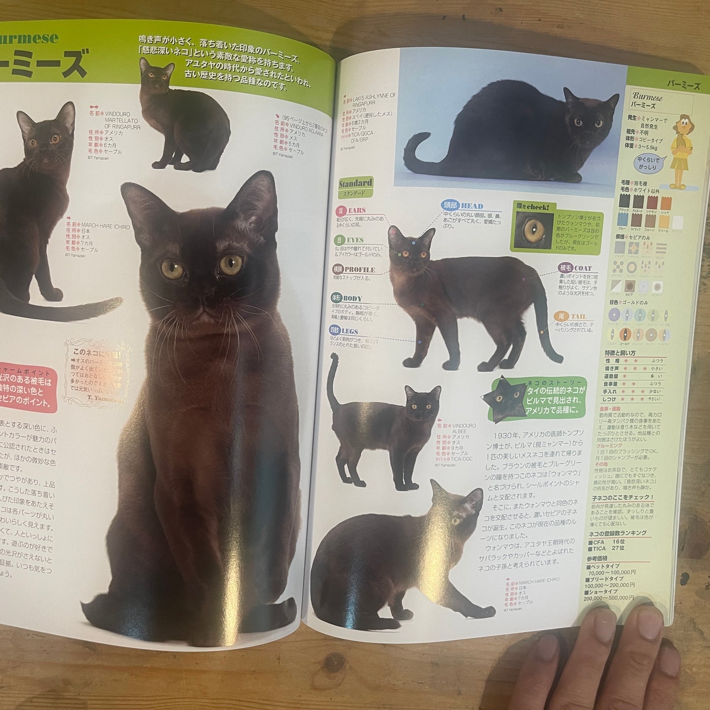 SEIBIDO MOOK 日本と世界の猫のカタログ 2009年版 / SEIBIDO MOOK: A Catalog of Cats in Japan and the World, 2009 Edition