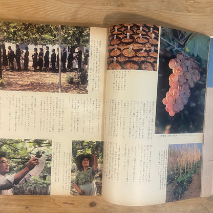 【昭和レトロ】暮しの手帖 61号 1979年 夏号 レトロな暮らしの知恵 古雑誌 / Vintage "Kurashi no Techo" Magazine No. 61, 1979 Summer Issue - Retro Japanese Lifestyle Guide