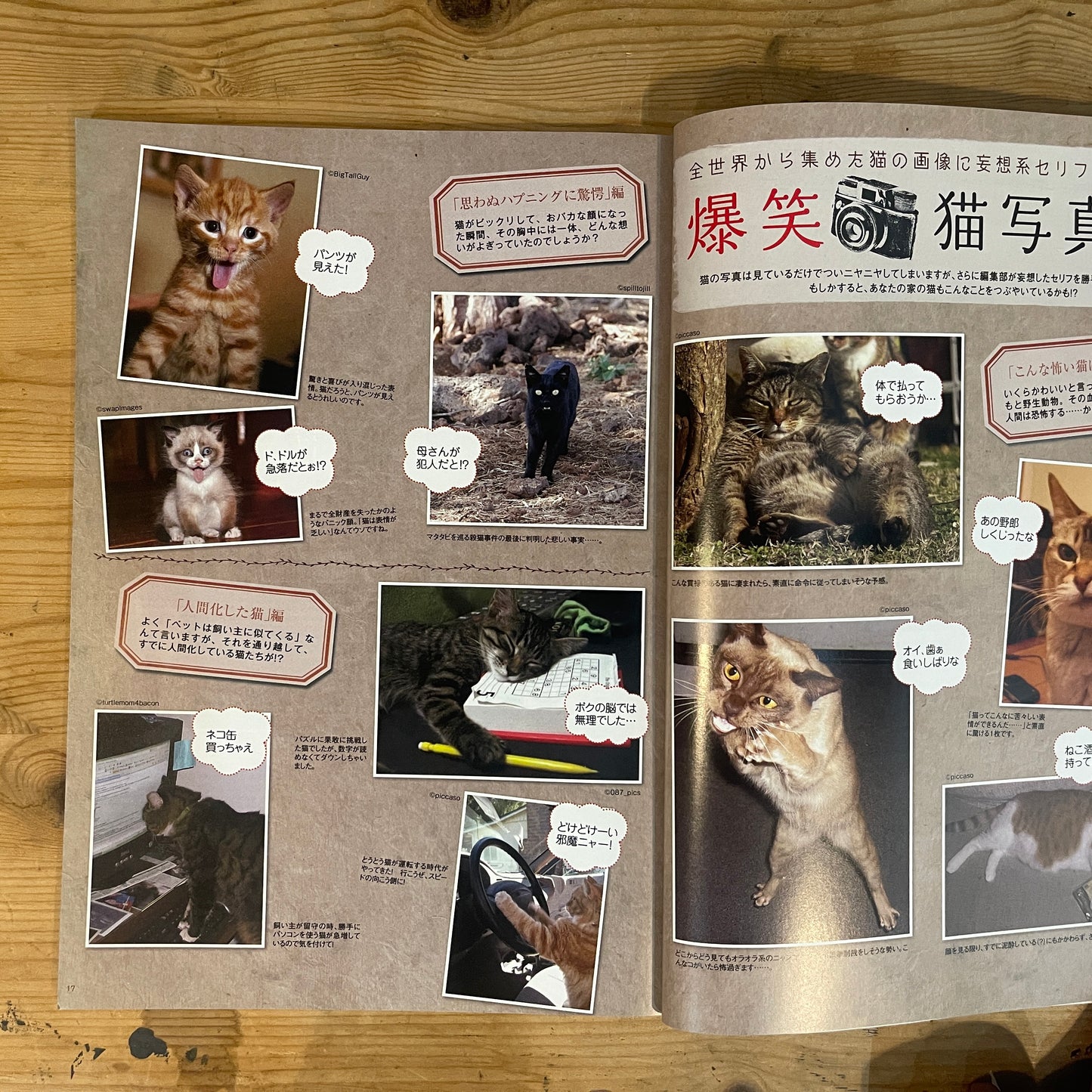商品タイトル 1冊丸ごと猫づくしっ！ ねこねた / Nekoneta: An Entire Book About Cats!