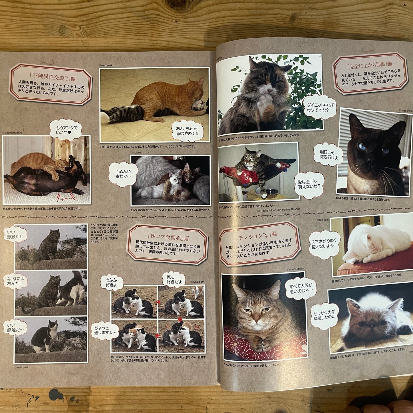 商品タイトル 1冊丸ごと猫づくしっ！ ねこねた / Nekoneta: An Entire Book About Cats!