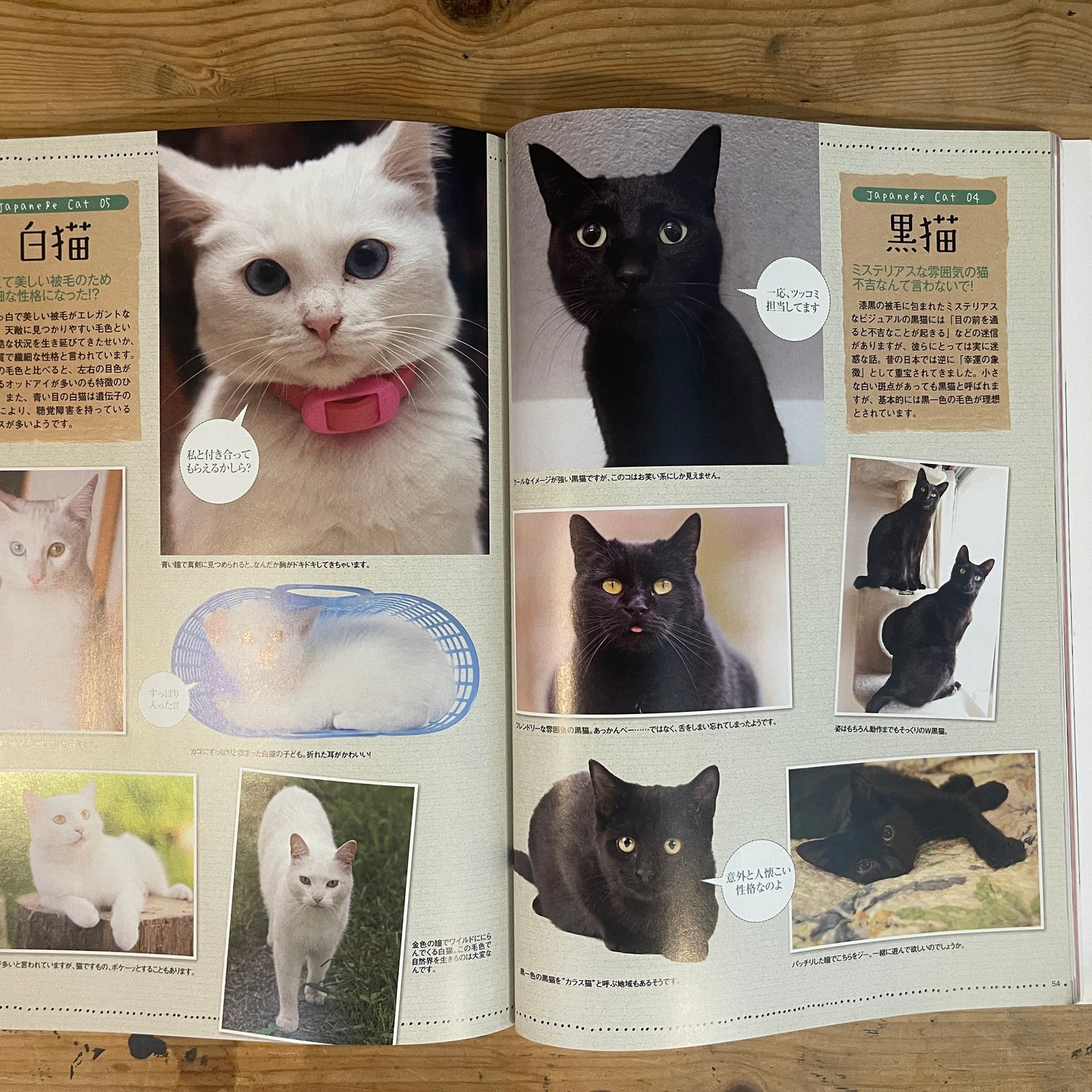 商品タイトル 1冊丸ごと猫づくしっ！ ねこねた / Nekoneta: An Entire Book About Cats!