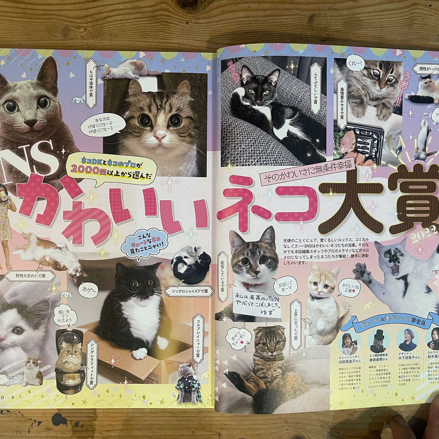 LDK特別編集 NEKO DK vol.7 SNSで超人気！かわいいネコ大賞 / LDK Special Edition NEKO DK Vol. 7 The Cutest Cats on SNS!