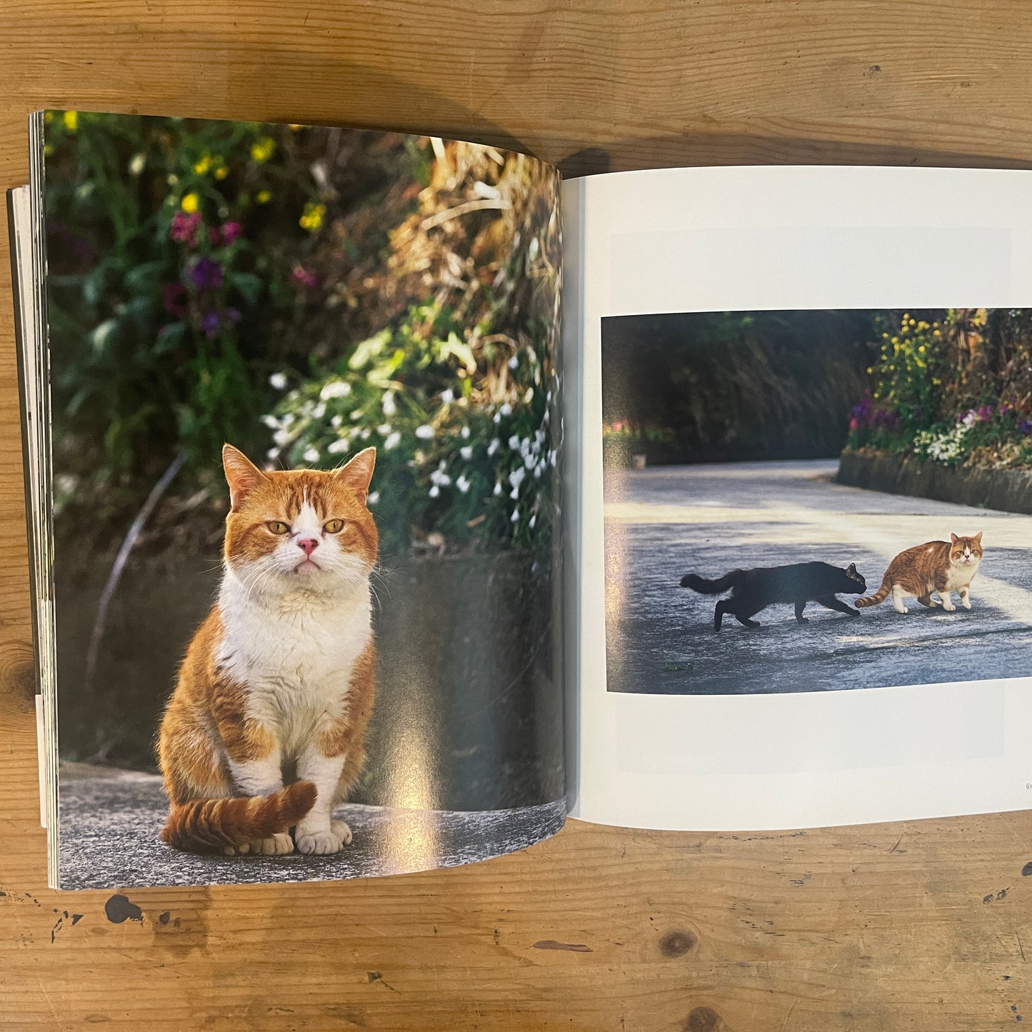 ねことじいちゃん サイン入り / Mitsuaki Iwago's "Grandpa and Cat" (Signed)