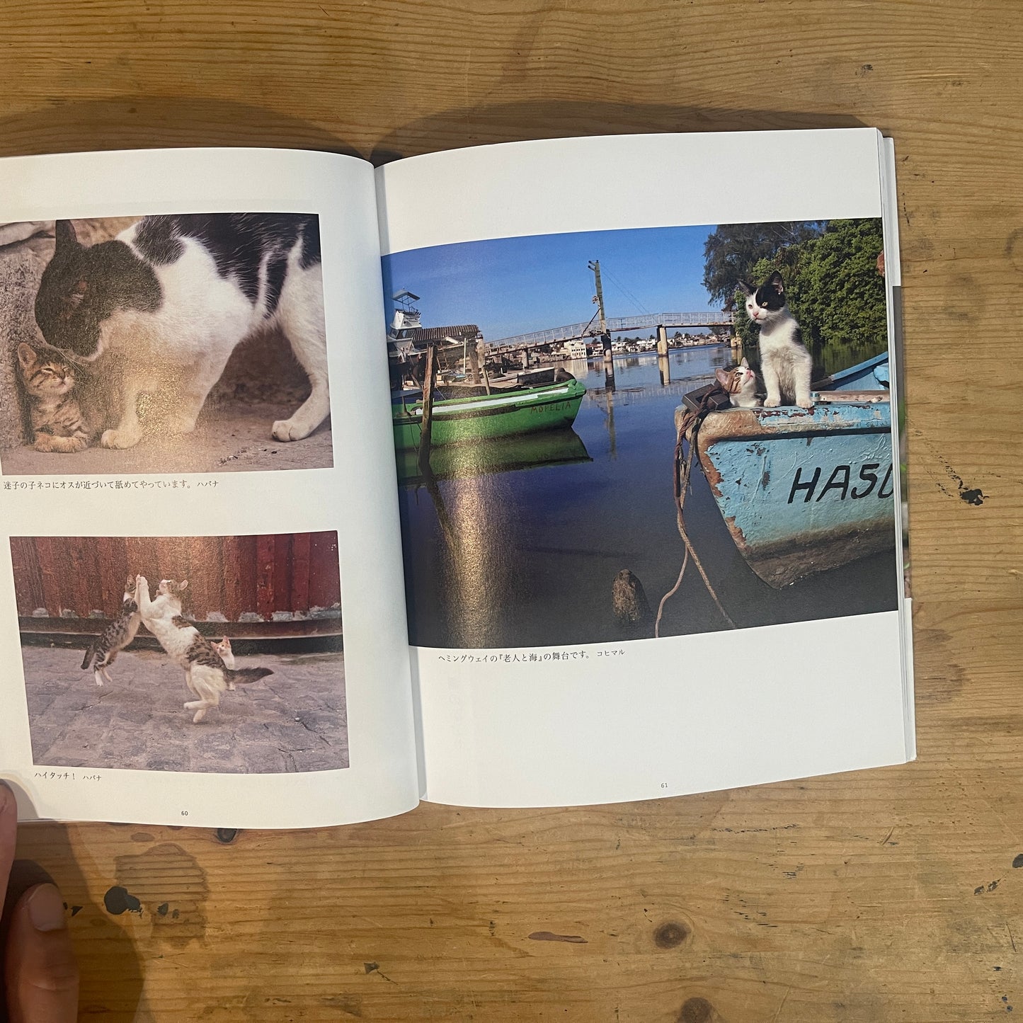 ねこ歩き 西へ、東へ。 / Mitsuaki Iwago's Cat Walk: To the West, To the East.