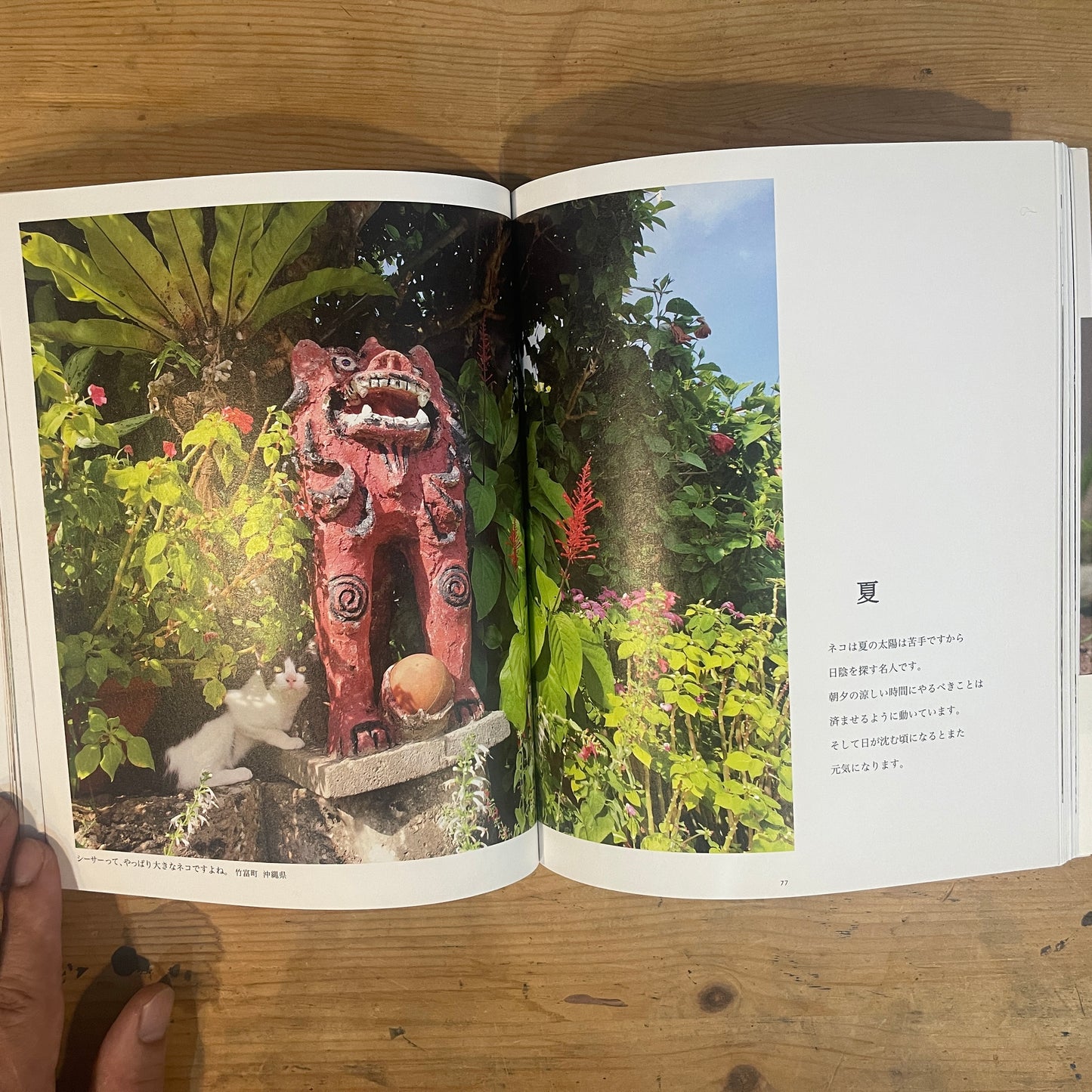 ねこ歩き 西へ、東へ。 / Mitsuaki Iwago's Cat Walk: To the West, To the East.