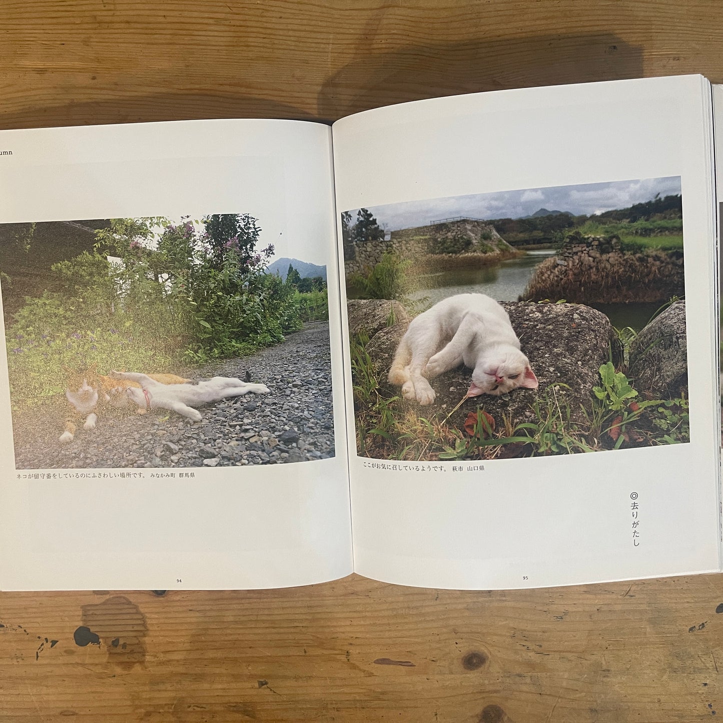 ねこ歩き 西へ、東へ。 / Mitsuaki Iwago's Cat Walk: To the West, To the East.