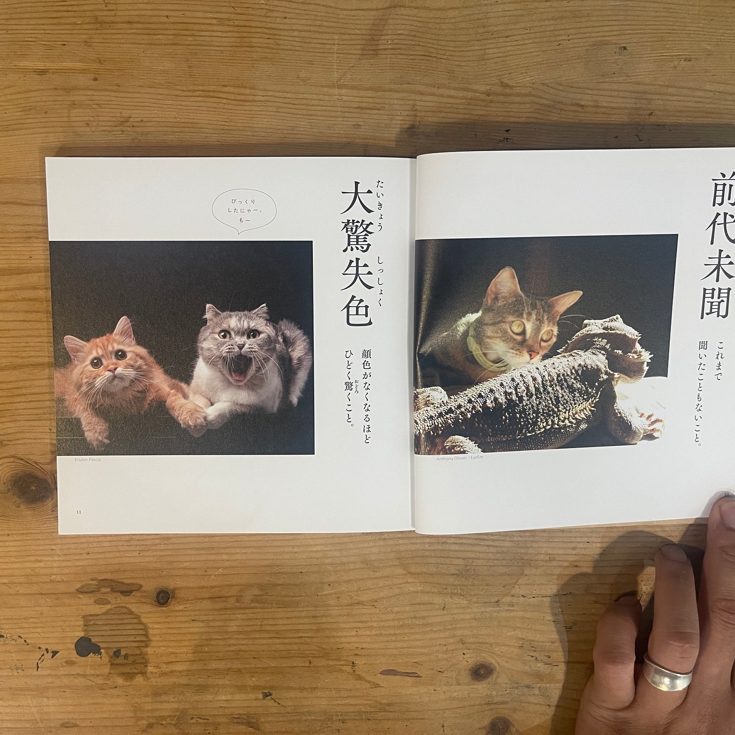 にゃんこ四字熟語辞典 / Nyanko Idiom Dictionary