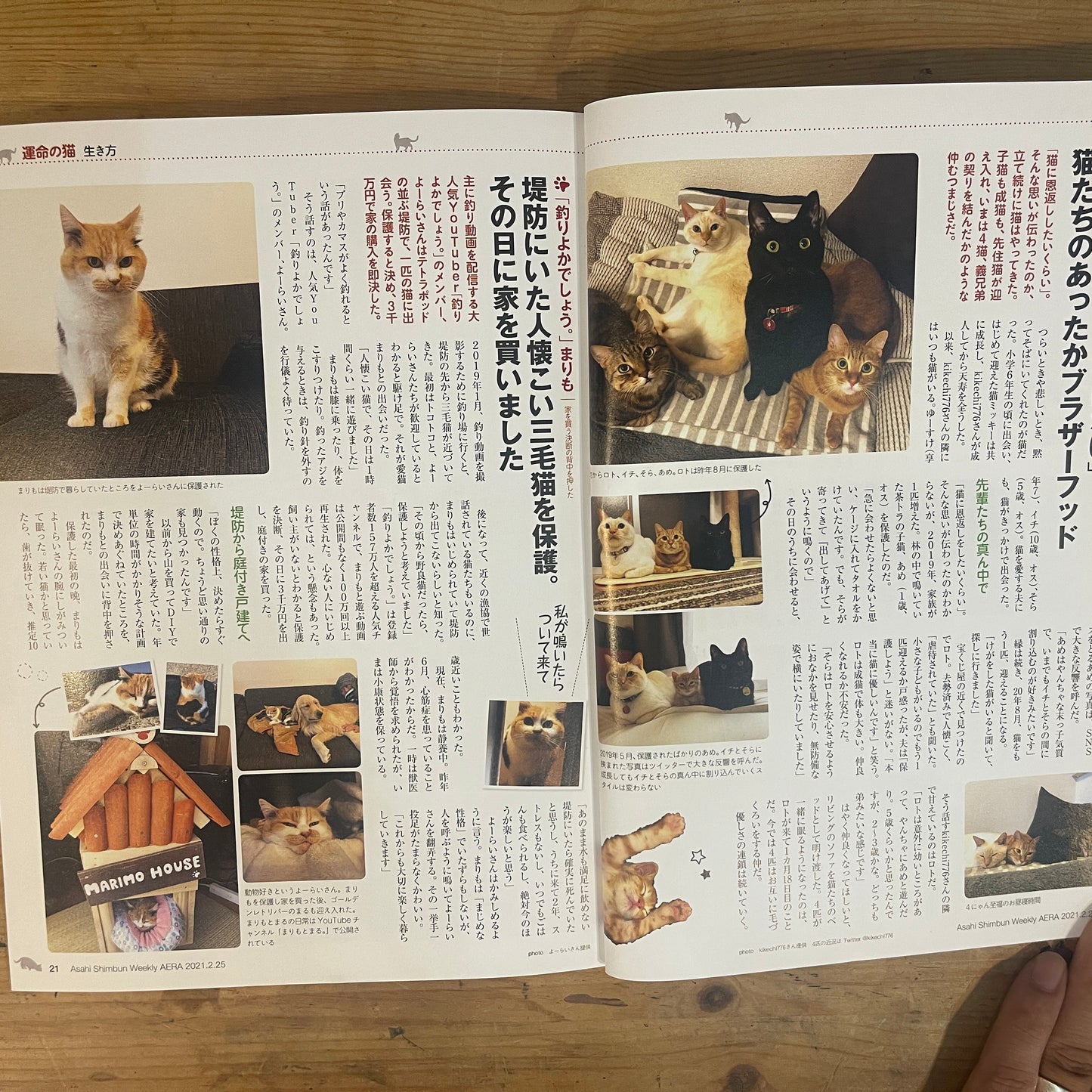 NyAERA2021 ニャエラ 人生を変えた猫 / NyAERA 2021: The Cats Who Changed Our Lives
