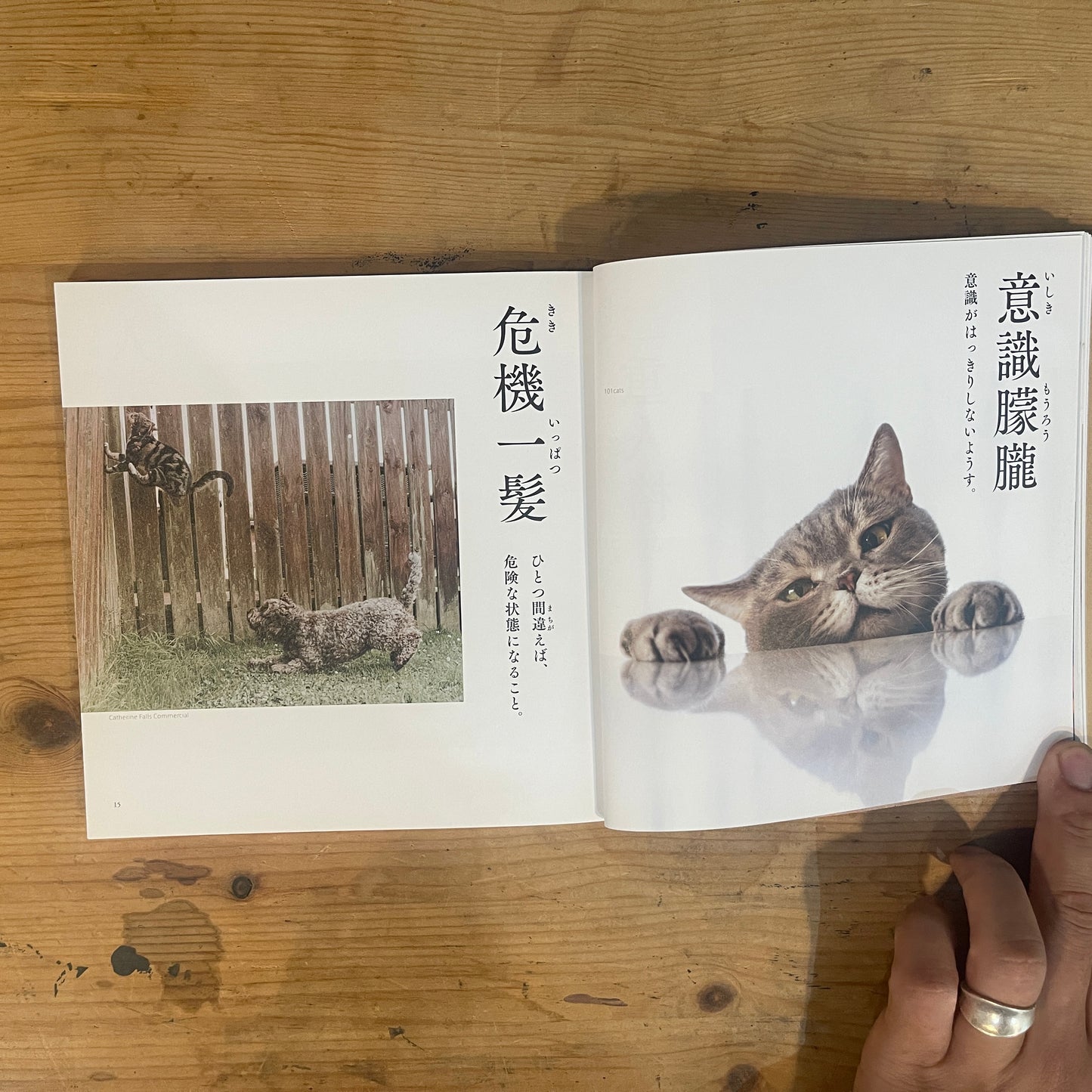 にゃんこ四字熟語辞典2 / Nyanko Idiom Dictionary Vol. 2