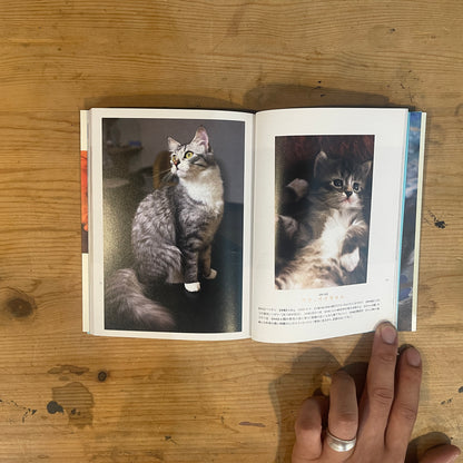 化け猫のつくり方 / How to Make a Bakeneko