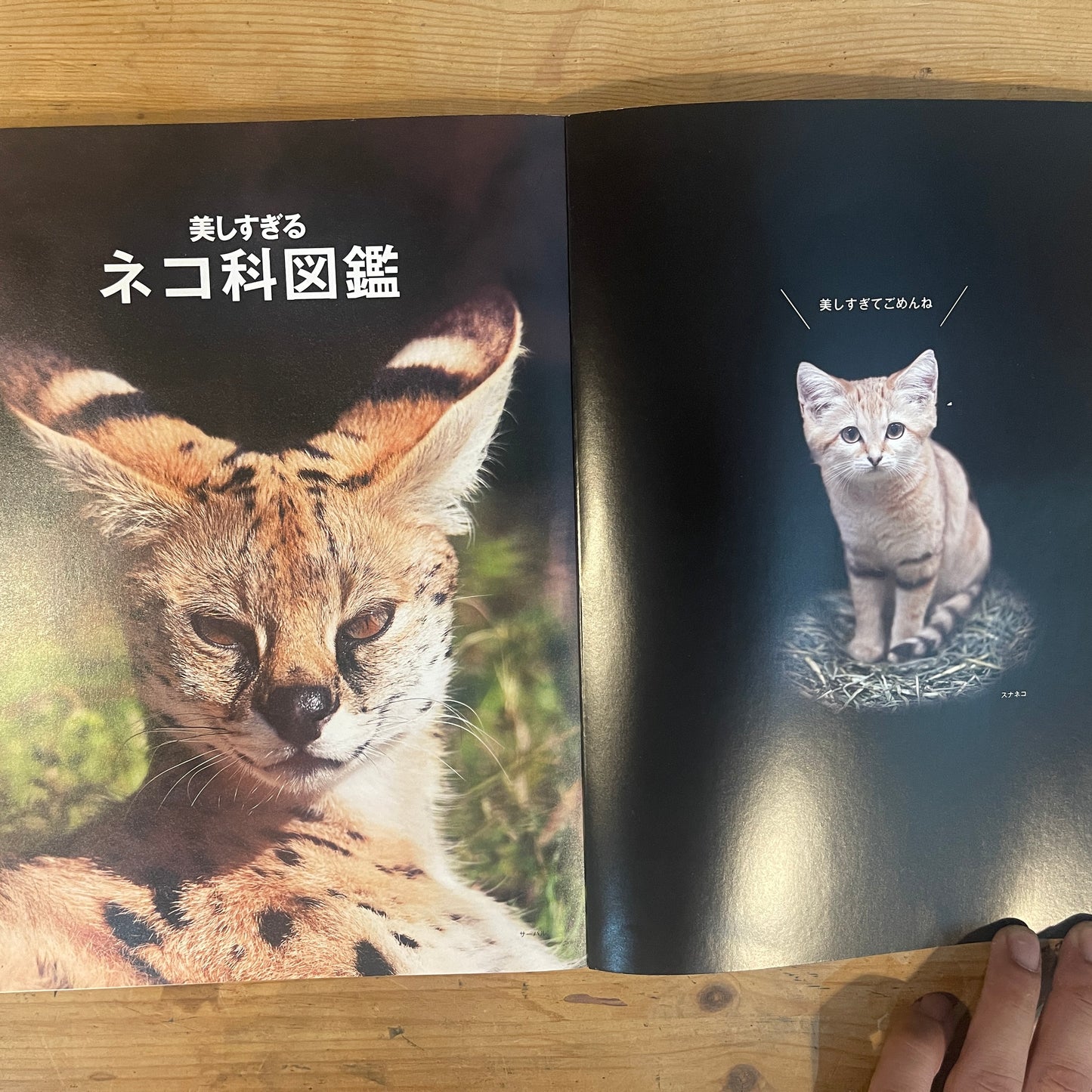 美しすぎるネコ科図鑑 / The Feline Encyclopedia of Breathtakingly Beautiful Cats