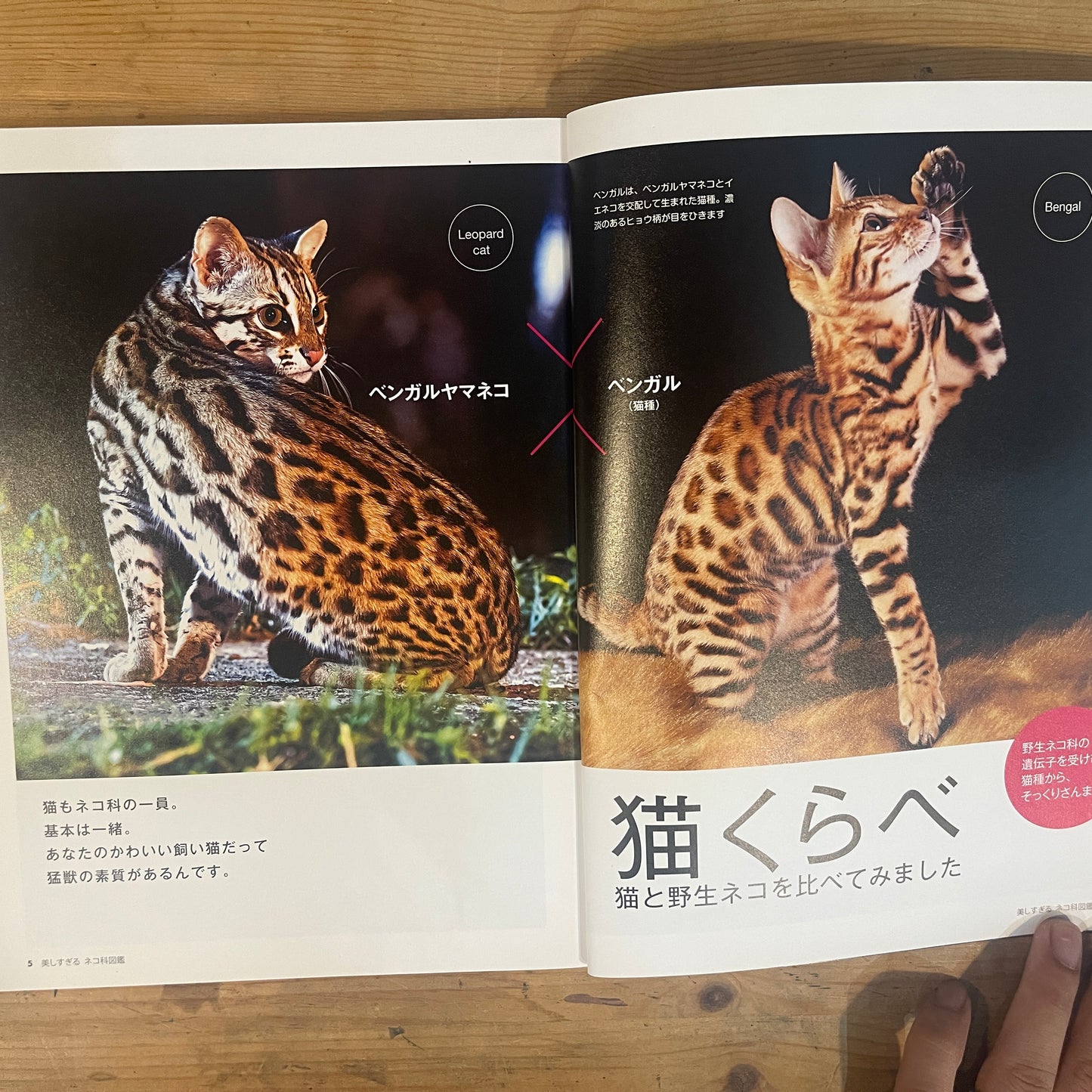 美しすぎるネコ科図鑑 / The Feline Encyclopedia of Breathtakingly Beautiful Cats