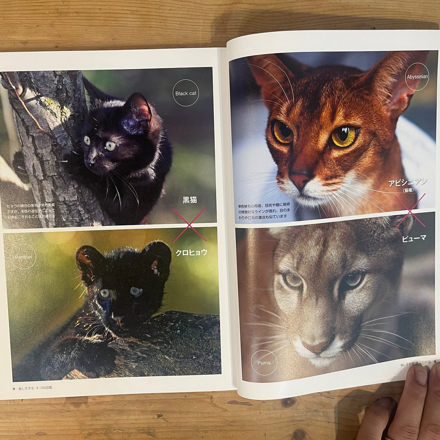 美しすぎるネコ科図鑑 / The Feline Encyclopedia of Breathtakingly Beautiful Cats