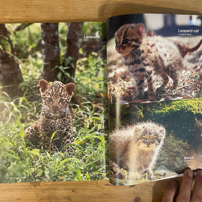 美しすぎるネコ科図鑑 / The Feline Encyclopedia of Breathtakingly Beautiful Cats