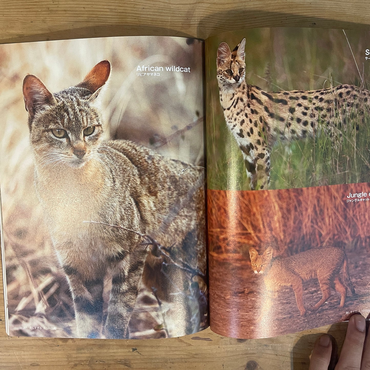 美しすぎるネコ科図鑑 / The Feline Encyclopedia of Breathtakingly Beautiful Cats
