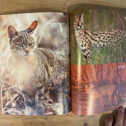 美しすぎるネコ科図鑑 / The Feline Encyclopedia of Breathtakingly Beautiful Cats