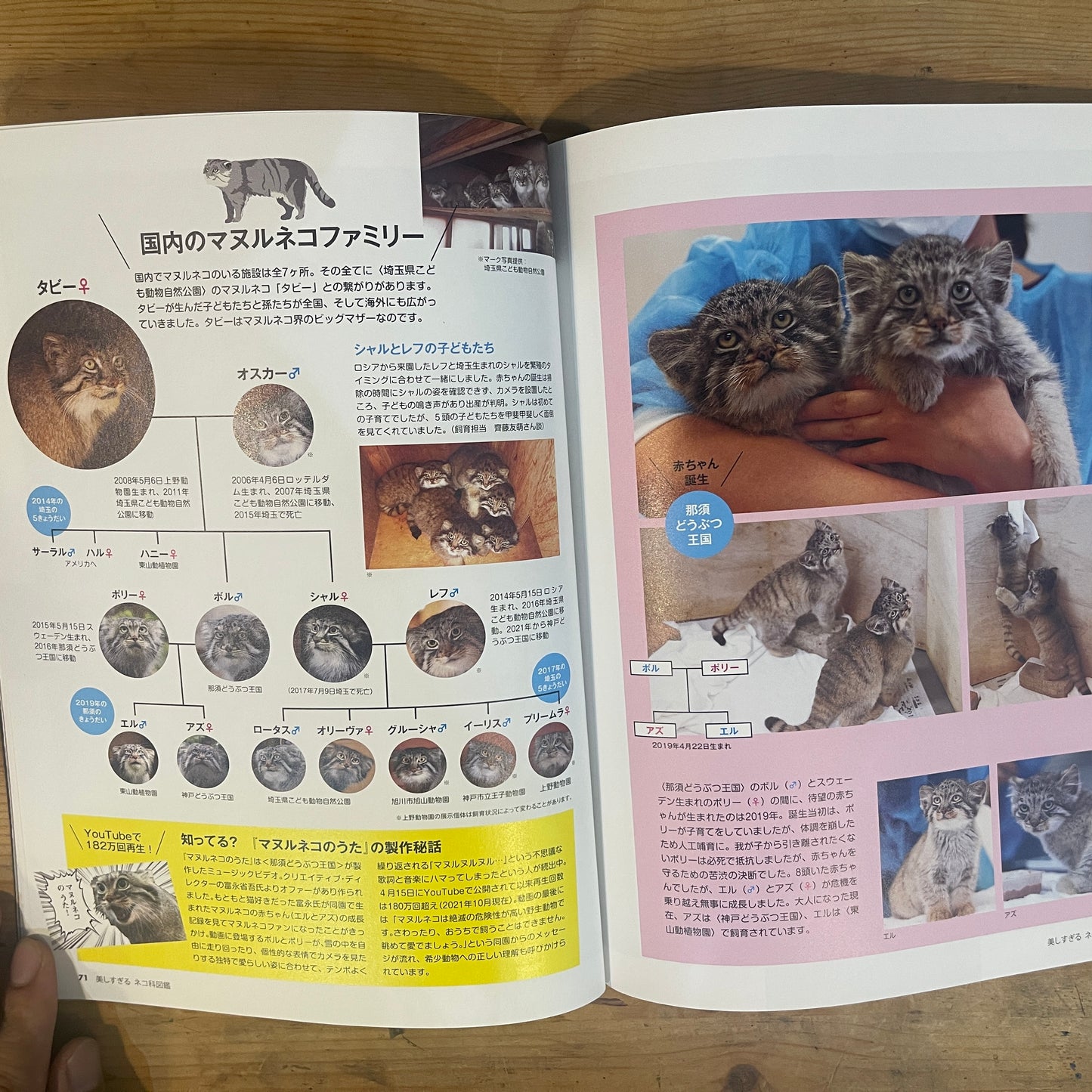 美しすぎるネコ科図鑑 / The Feline Encyclopedia of Breathtakingly Beautiful Cats