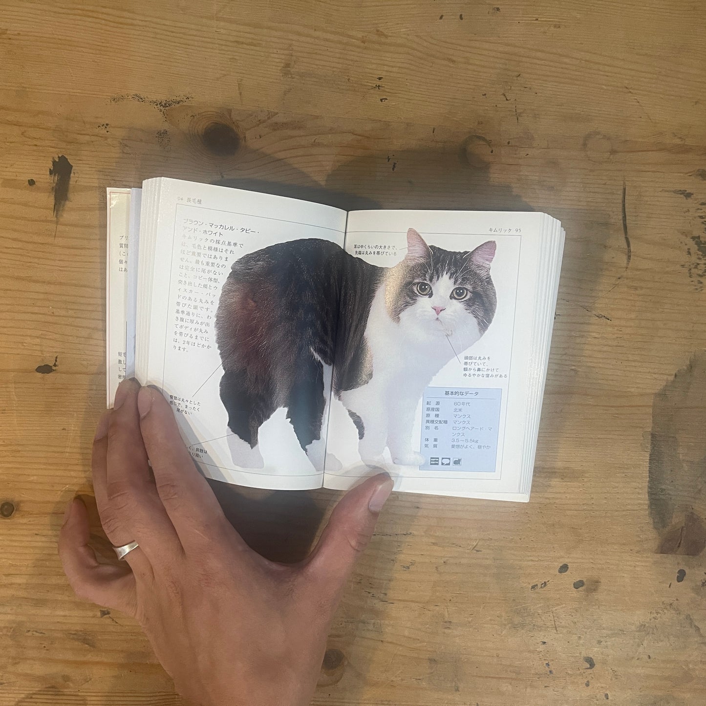 フォーグル博士のCATS 303種類世界のネコの完全ガイド / Dr. Fogle's CATS: A Complete Guide to 303 Breeds of the World's Cats