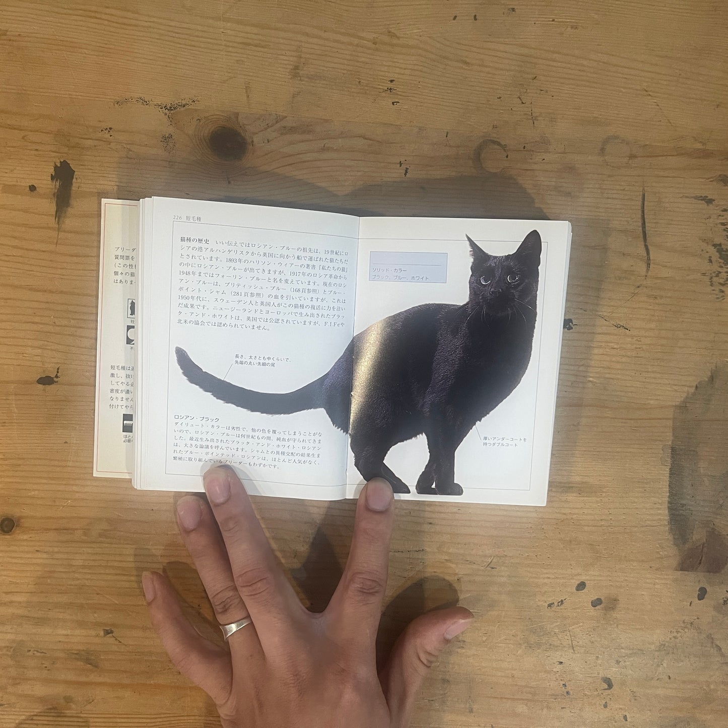 フォーグル博士のCATS 303種類世界のネコの完全ガイド / Dr. Fogle's CATS: A Complete Guide to 303 Breeds of the World's Cats